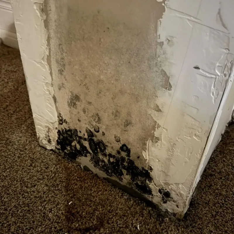 Professional Mold Removal in Falmouth, MA